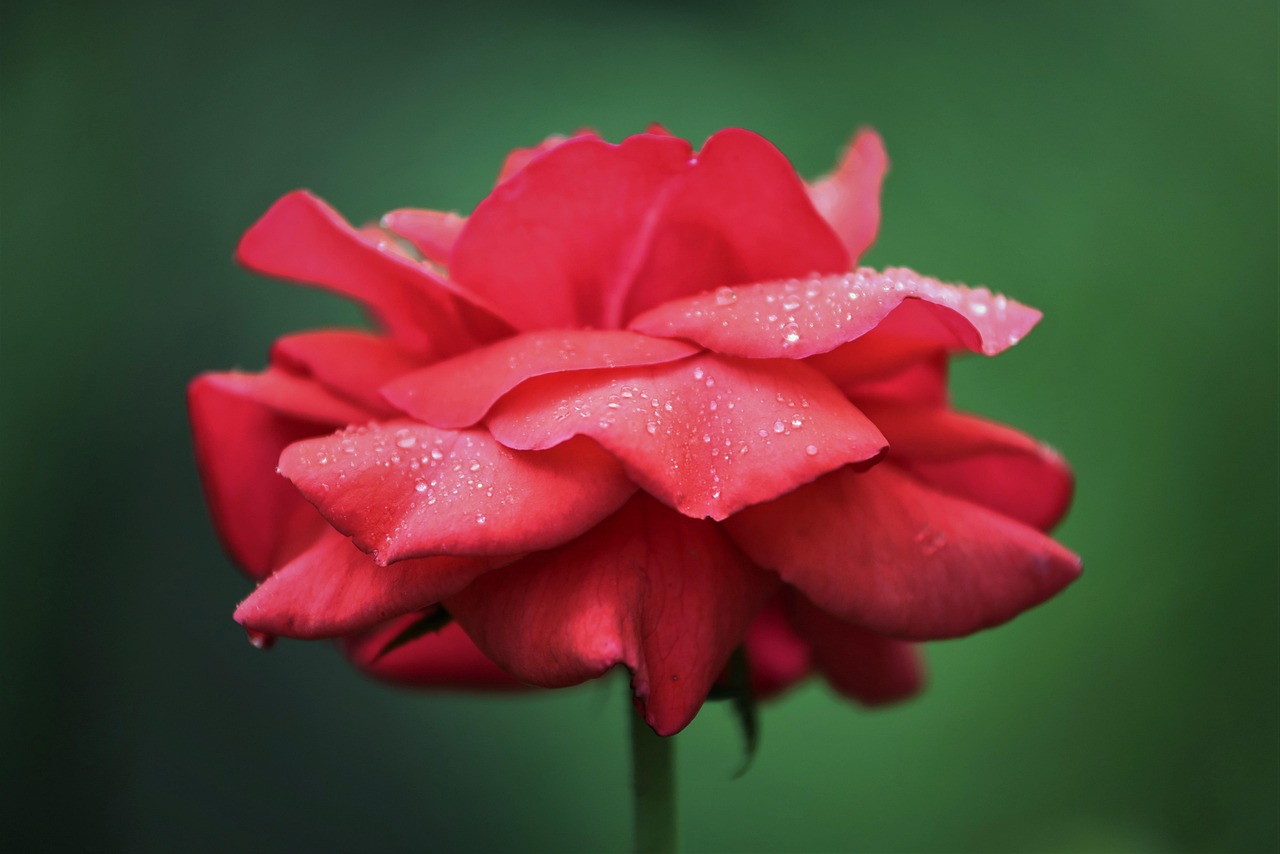 Red Rose Velvet Flower - Free photo on Pixabay - Pixabay