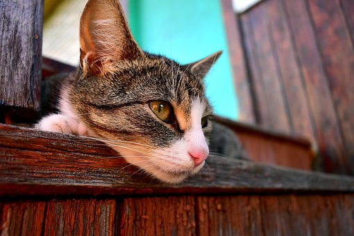 Gato, Mamífero, Animal, Mascota, Felino
