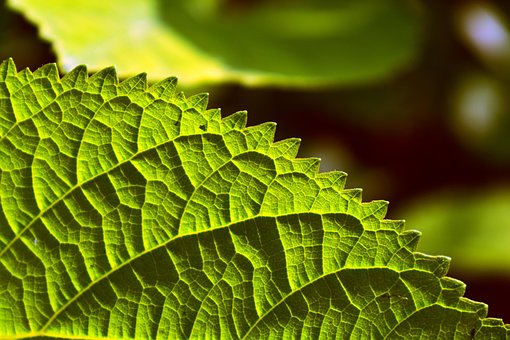 Hoja, Planta, Naturaleza, De Cerca