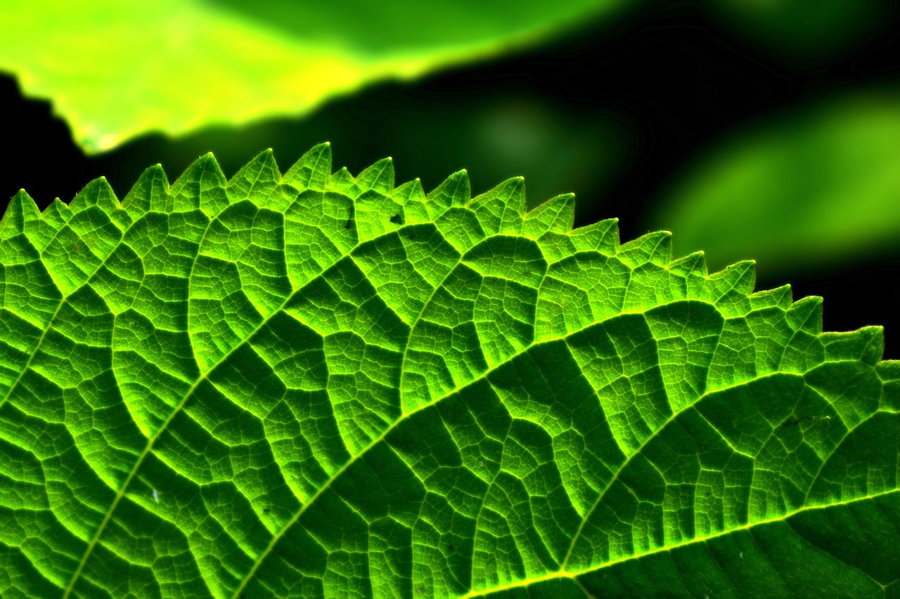 Feuille Plantes Jardin Photo Gratuite Sur Pixabay Pixabay Feuille Plantes Jardin Photo Gratuite Sur Pixabay Pixabay