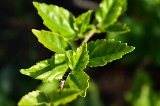 Sale De, Planta, Hoja, Jardín