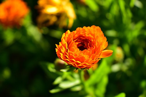 Caléndula, Flor, Planta, Pétalos, Bloom
