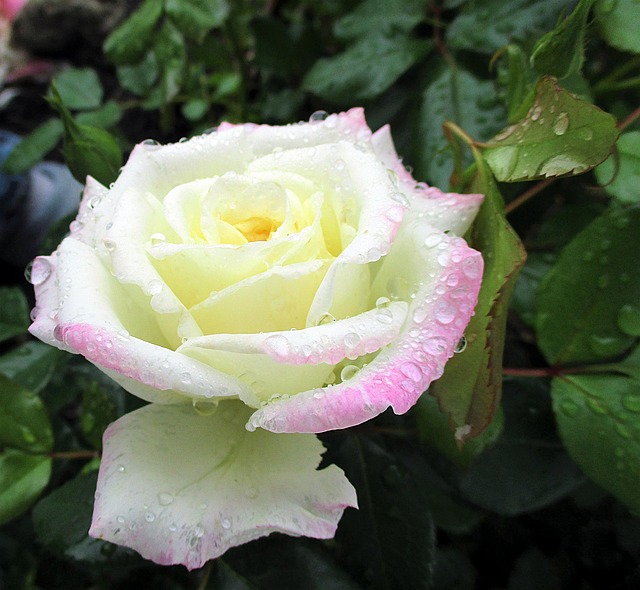 Rose, Blüte, Bunt, Blume, Pflanze, Natur