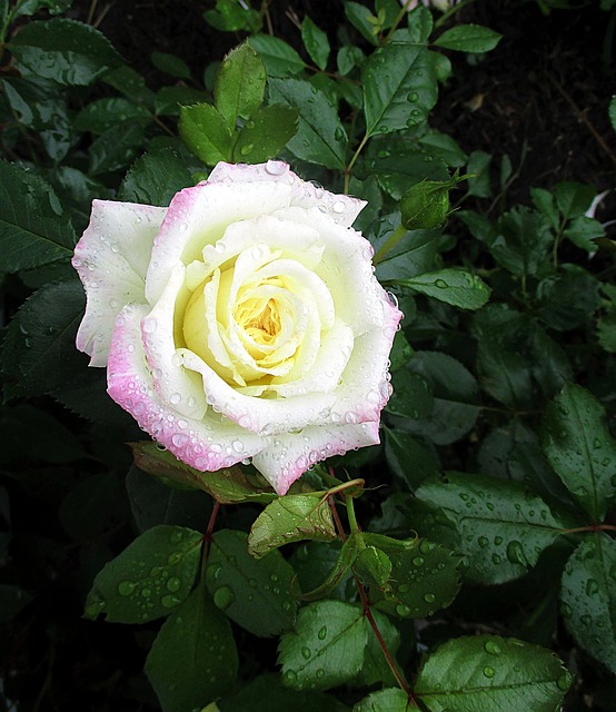 Free Rose Bloom photo and picture