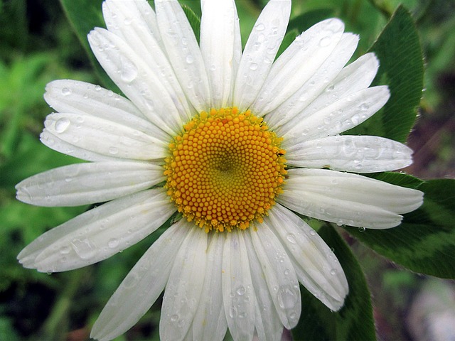 Gänseblümchen, Blüte, Blume, Flora