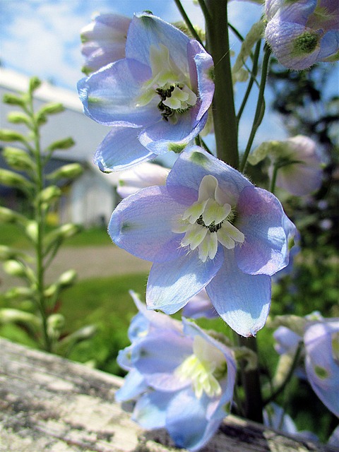 Delphinium, Blumen, Blüht, Flora