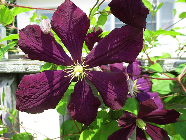 Klematis, Blume, Blüte, Flora, Pflanze