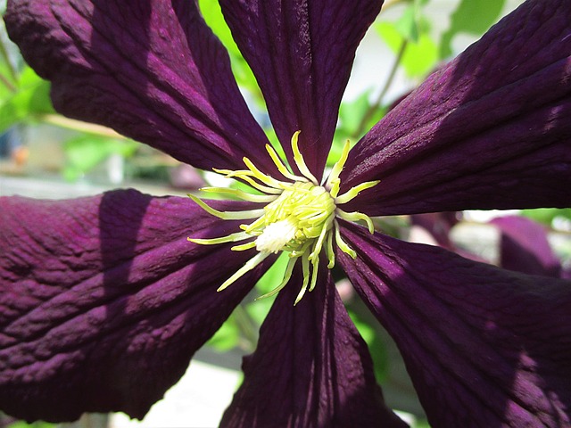 Klematis, Blume, Flora, Blüte, Pflanze