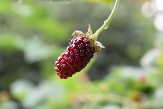 Free Marionberry Ripen photo and picture