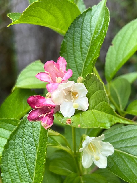 Free Garden Weigela photo and picture