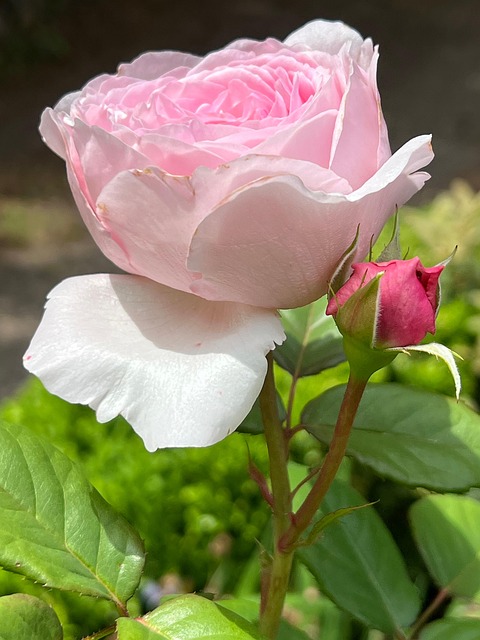 Free Rose Pink Rose photo and picture