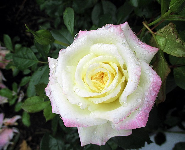 Rose, Tautropfen, Blume, Blüte, Bunt