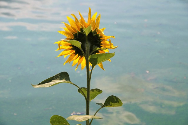 Free Sunflower Yellow Flower photo and picture