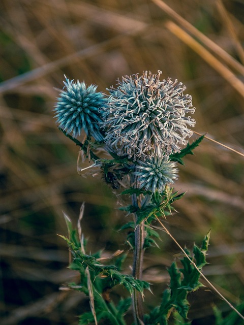 Free Thistle Plant photo and picture