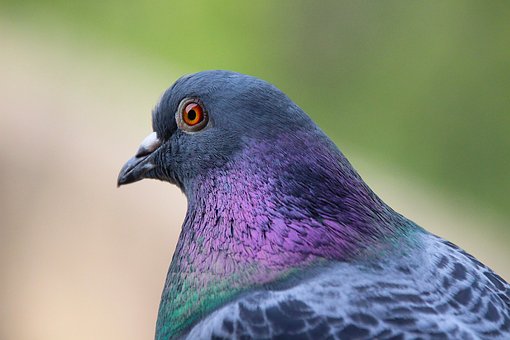 Fugl, Due, Ornitologi, Arter, Fauna
