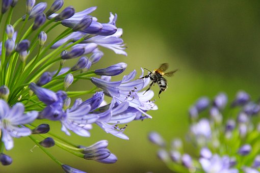 Insekt, Bi, Entomologi, Bestøvning