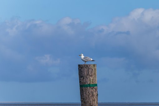 Free Stake Gull photo and picture