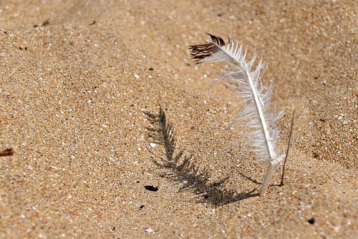 Free Feathers Sand photo and picture