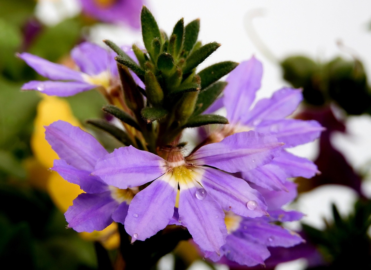 Fan Flower Purple Balcony Plant Free Photo On Pixabay Pixabay pharisees-map-and-timeline