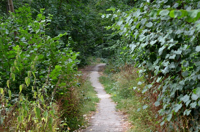Duitsland, Rijnland-Palts, Natuur, Pad