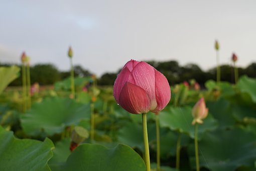 Blume, Lotus, Pflanze, Blüte