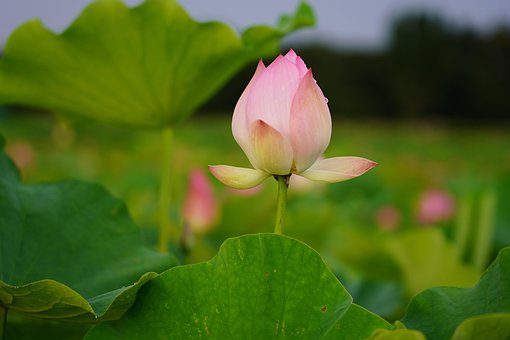 Lotus, Blume, Pflanze, Tau, Nass