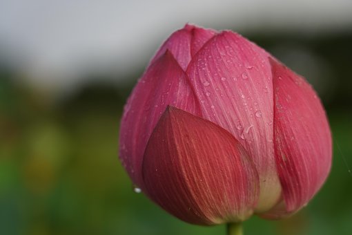 Lotus, Blume, Pflanze, Tau, Nass
