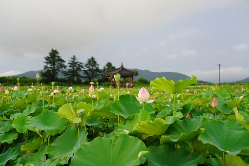 Lotus, Blumen, Teich, Pflanzen, Blüte