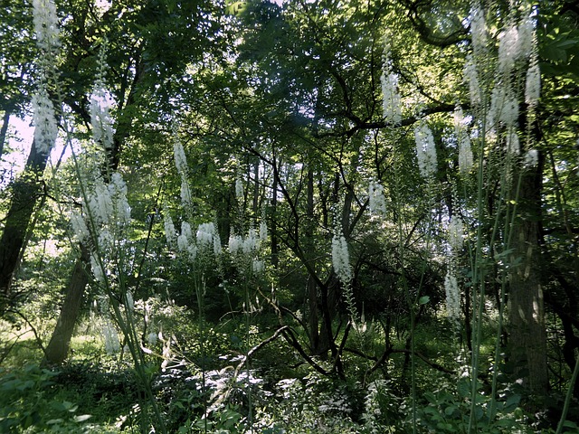Free Black Cohosh Cimicifuga Racemosa photo and picture