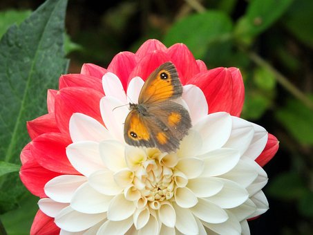 Free Flower Nature photo and picture