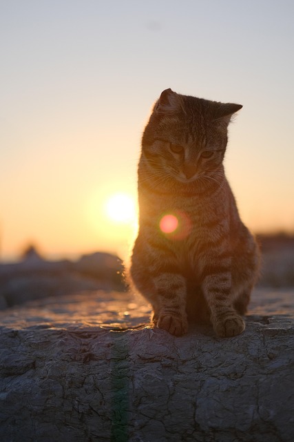 Free Cat Cute photo and picture