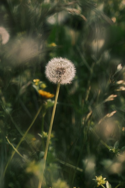Free Dandelion Herb photo and picture