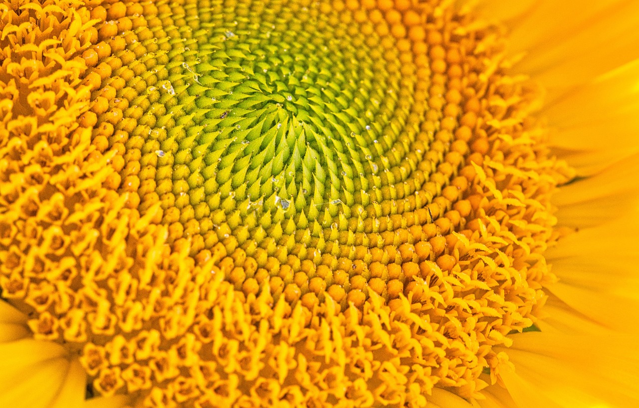 Flower - free online jigsaw puzzle photo