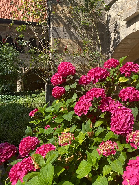 Free Hydrangea Hydrangeas photo and picture