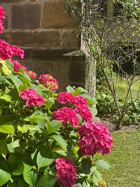 Free Hydrangeas Hildesheim Germany photo and picture