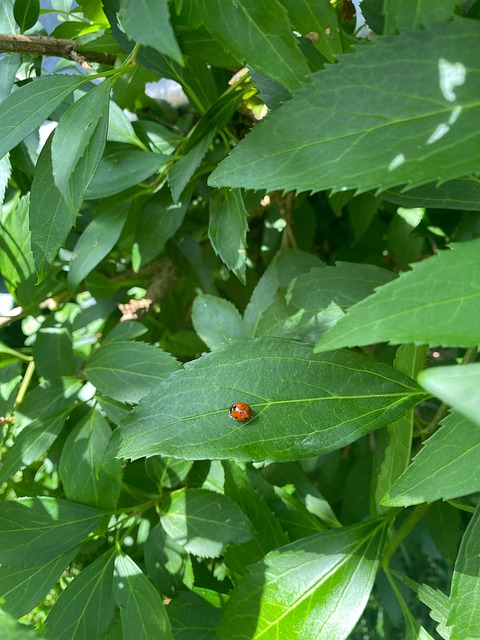 Free Ladybug Beetle photo and picture