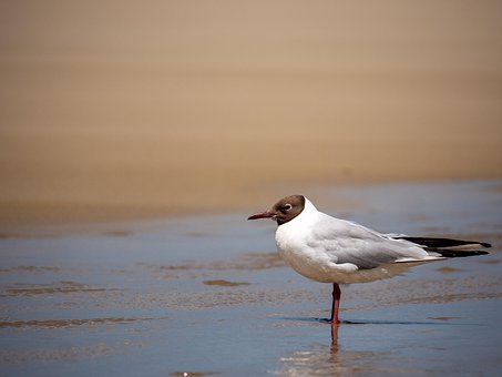 Free Seagull Bird photo and picture