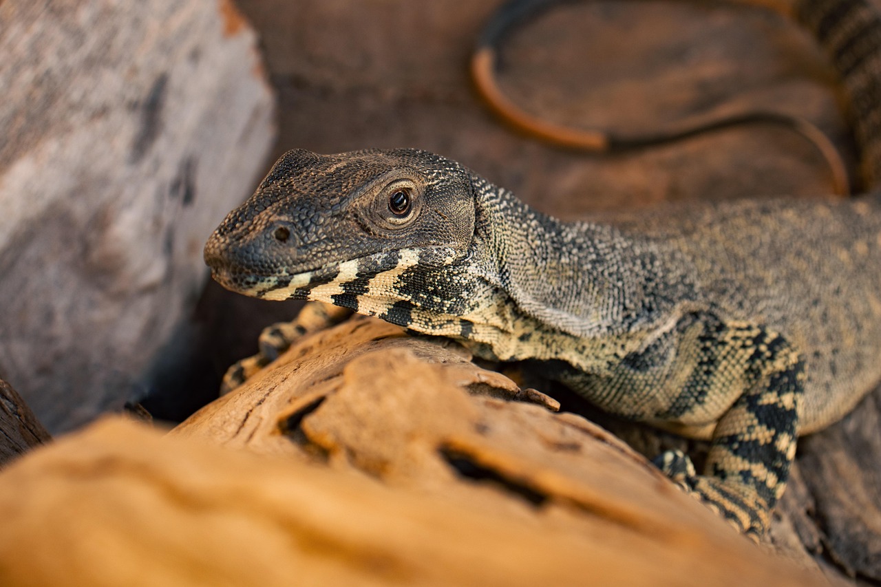 Lizard - free online jigsaw puzzle photo