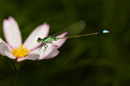 花, 蜻蜓, 昆虫, 翅膀, 宇宙, 特写, 自然
