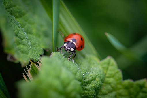 Download free HD stock image of Coccinellidae Beetle Free coccinellidae beetle insect illustration