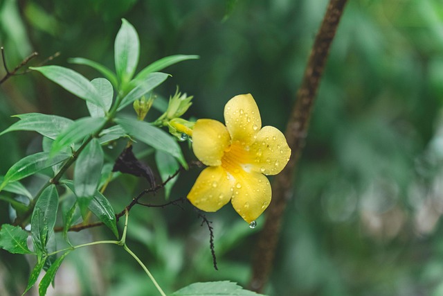 Blume, Natur, Fotografie, Hintergrund