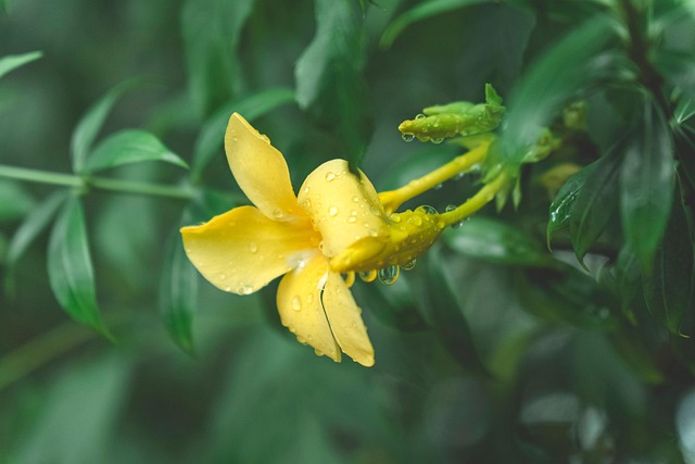 Blume, Natur, Hintergrund, Fotografie