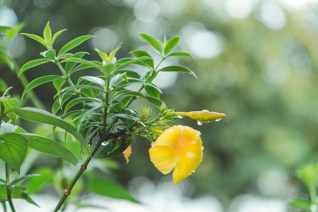 Blume, Natur, Fotografie, Hintergrund