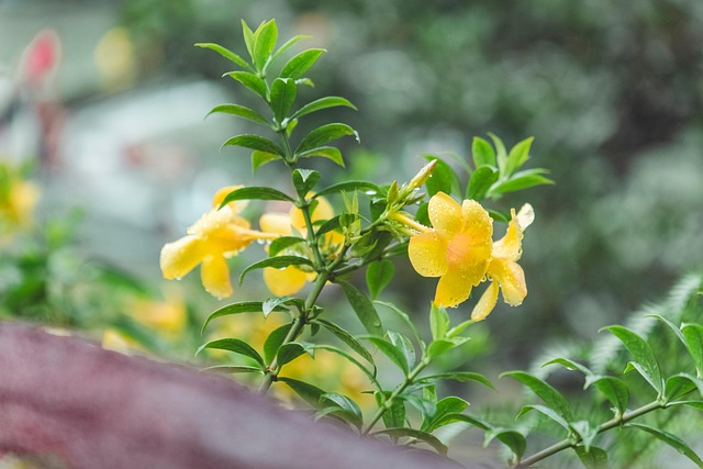 Blume, Natur, Fotografie, Hintergrund