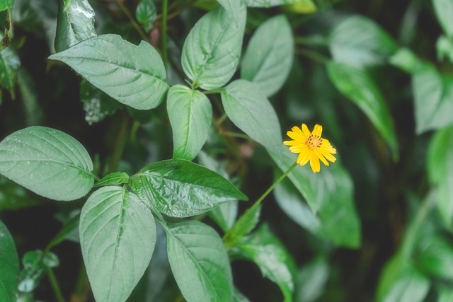 Blume, Wald, Baum, Fotografie