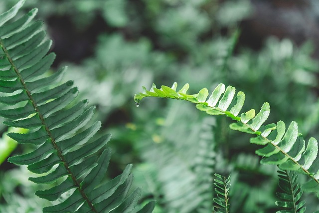 Regen, Baum, Wald, Sommer, Land, Natur