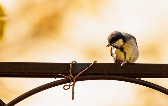 Free Great Tit Bird photo and picture