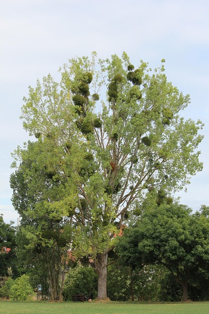 Árvore, Natureza, Visco, Parasita