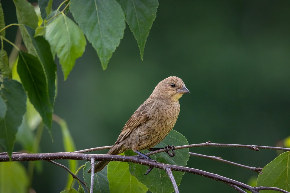 Bird Finch Ornithology - Free photo on Pixabay - Pixabay