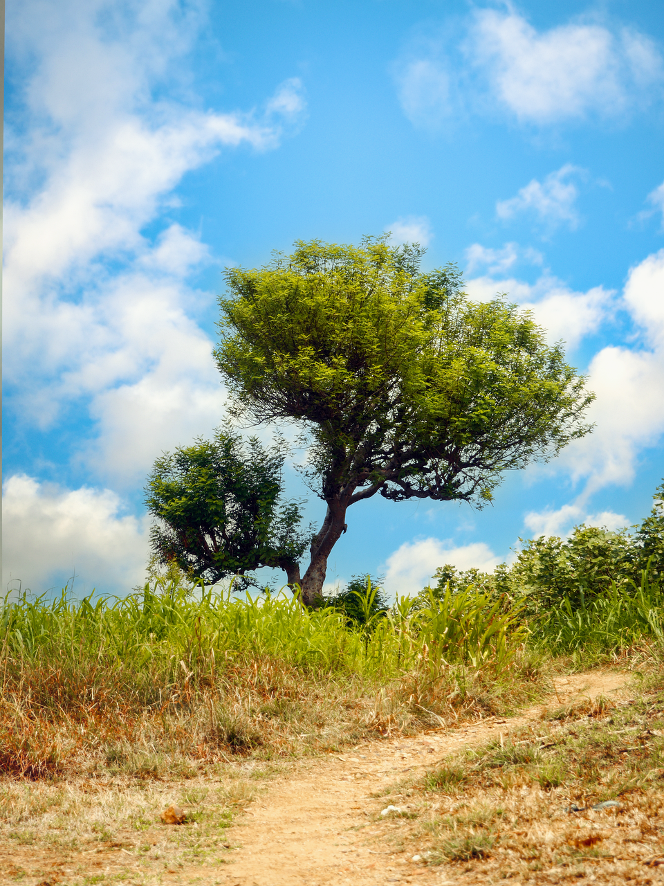 景观 树 爱 - Pixabay上的免费照片 - Pixabay